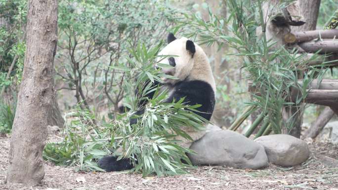 大熊猫 花花
