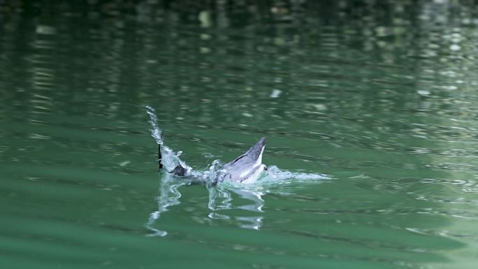 深圳湾稀见鸟类-----扁嘴海雀