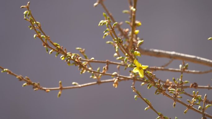 连翘 春天 树木 发芽