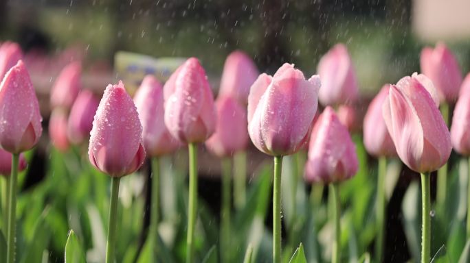 （慢镜）杭州太子湾公园春天郁金香雨水