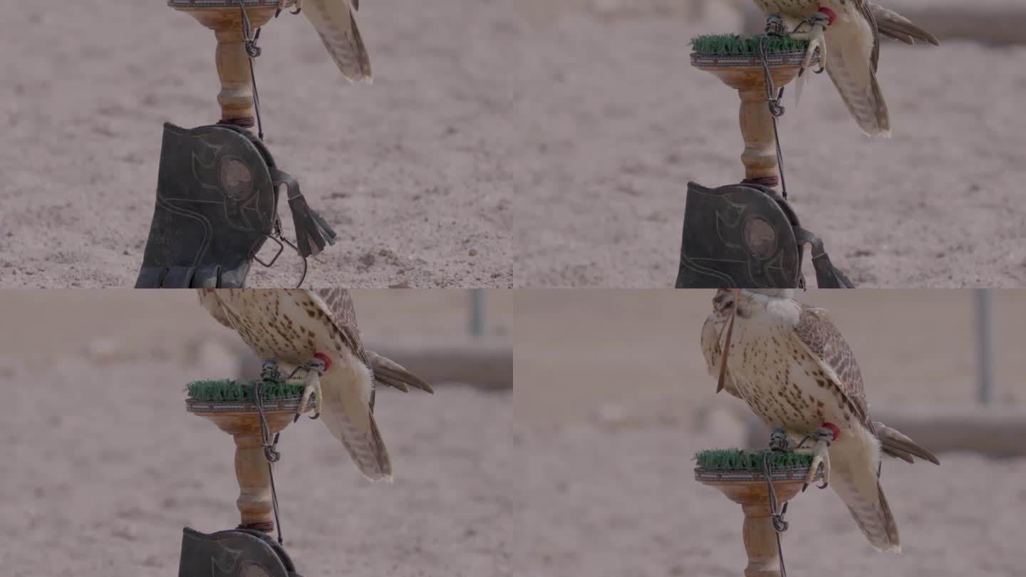 一只猎鹰的特写，它栖息在沙地上，皮制的兜帽遮住了它的眼睛