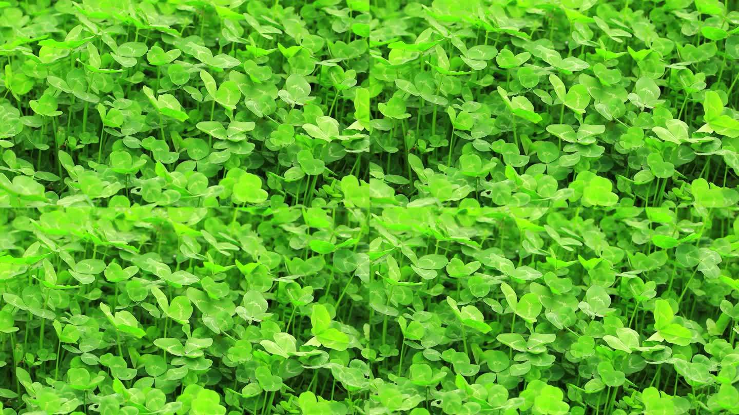 绿色植物三叶草特写实拍