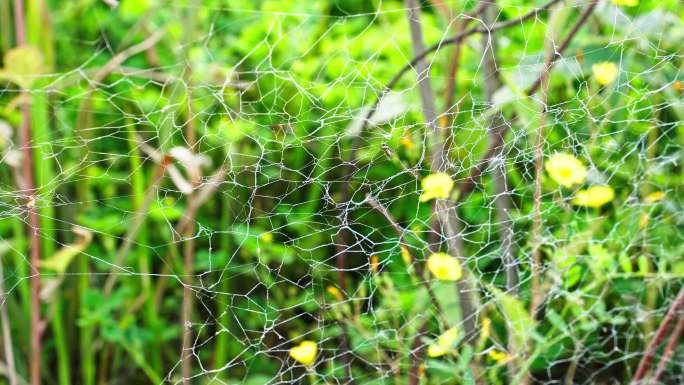 户外蜘蛛网