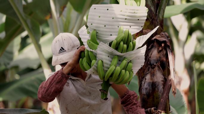 T0788果农在香蕉地里打理香蕉