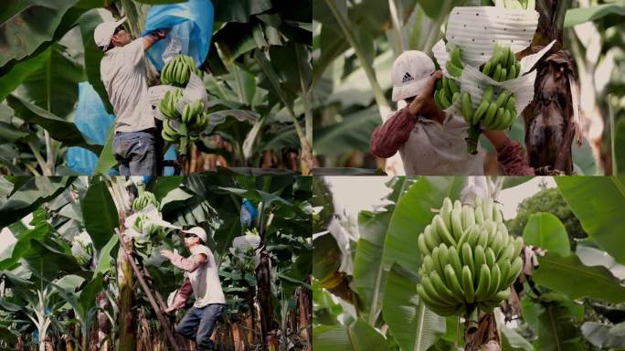 T0788果农在香蕉地里打理香蕉