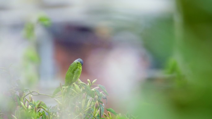 领雀嘴鹎