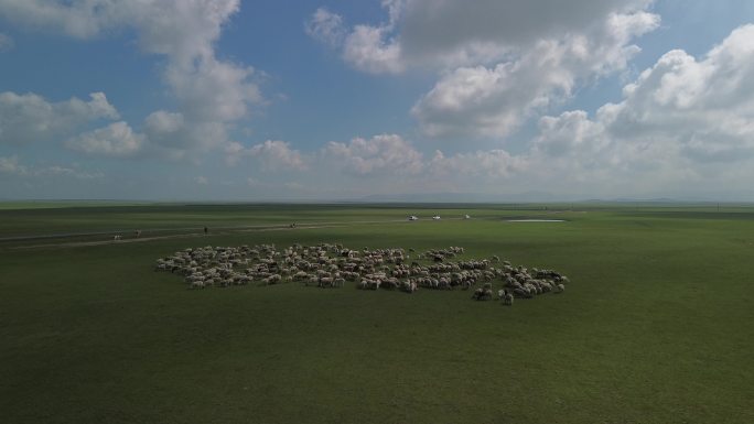内蒙草原 达达线 牛群 羊群 草 大草原
