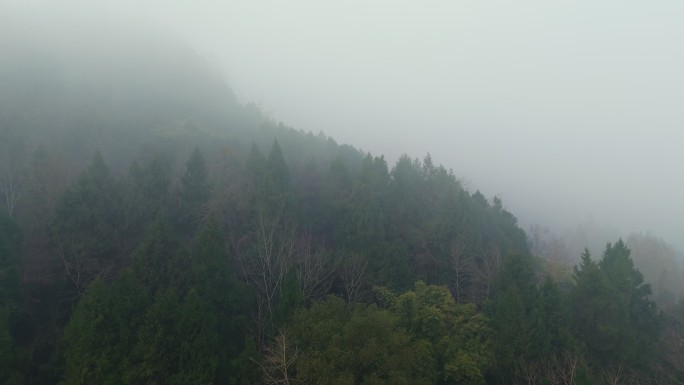 清晨森林薄雾水气