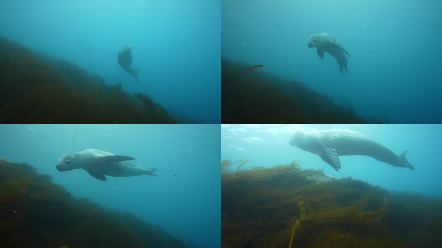 豹海豹，长舌龙，在南极洲水下游泳