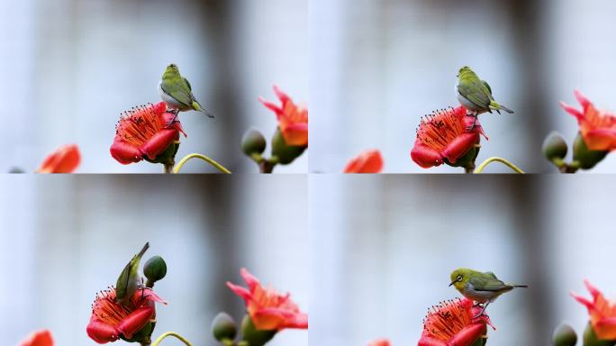 木棉花上的暗绿绣眼