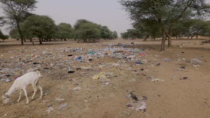 山羊吃垃圾。干涸的河床上有可怕的塑料污染。气候变化，干旱，达喀尔，塞内加尔