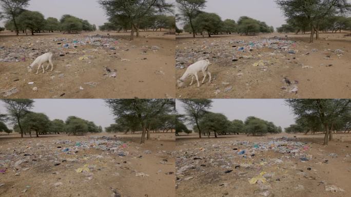 山羊吃垃圾。干涸的河床上有可怕的塑料污染。气候变化，干旱，达喀尔，塞内加尔