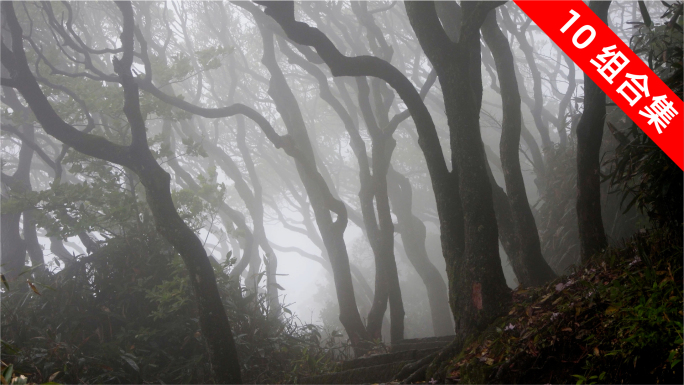 雨雾山林，古树摇曳，杜鹃花盛放的静谧之美