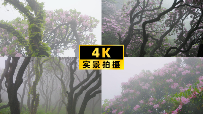 雨雾山林，古树摇曳，杜鹃花盛放的静谧之美