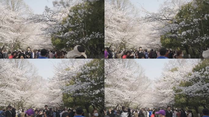 南京林业大学樱花