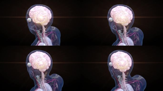 数字旋转大脑的动画，表示突触过程，神经元连接。未来医疗技术