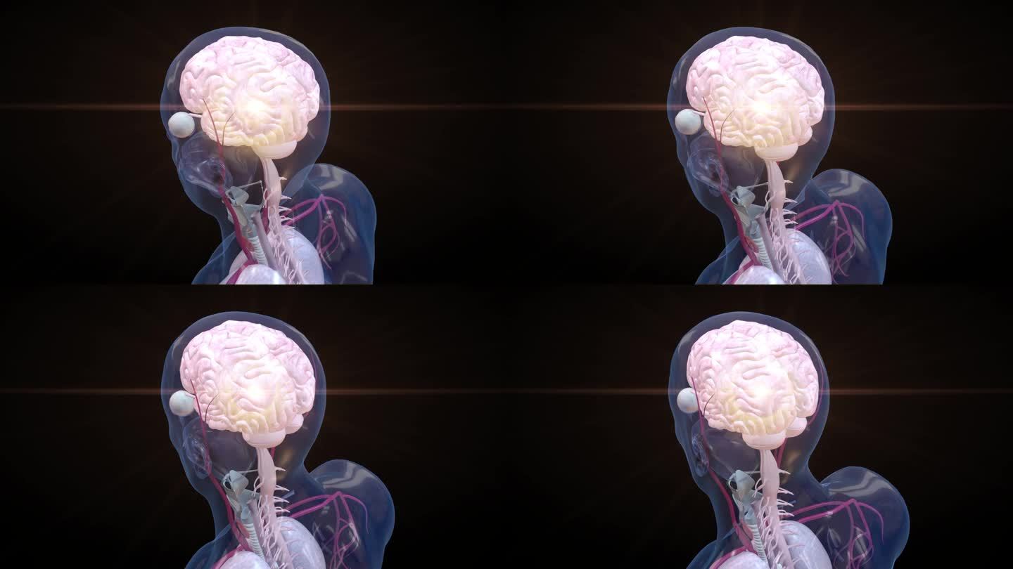 数字旋转大脑的动画，表示突触过程，神经元连接。未来医疗技术