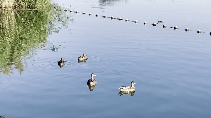 湖中游泳的鸭子