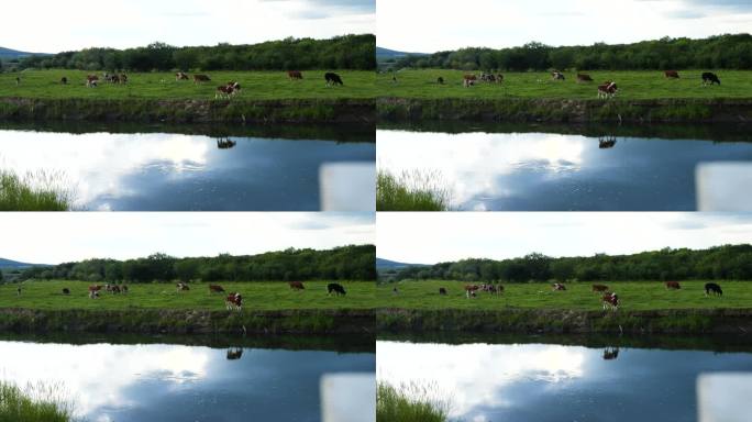 河边草地上吃草的牛群唯美自然风光