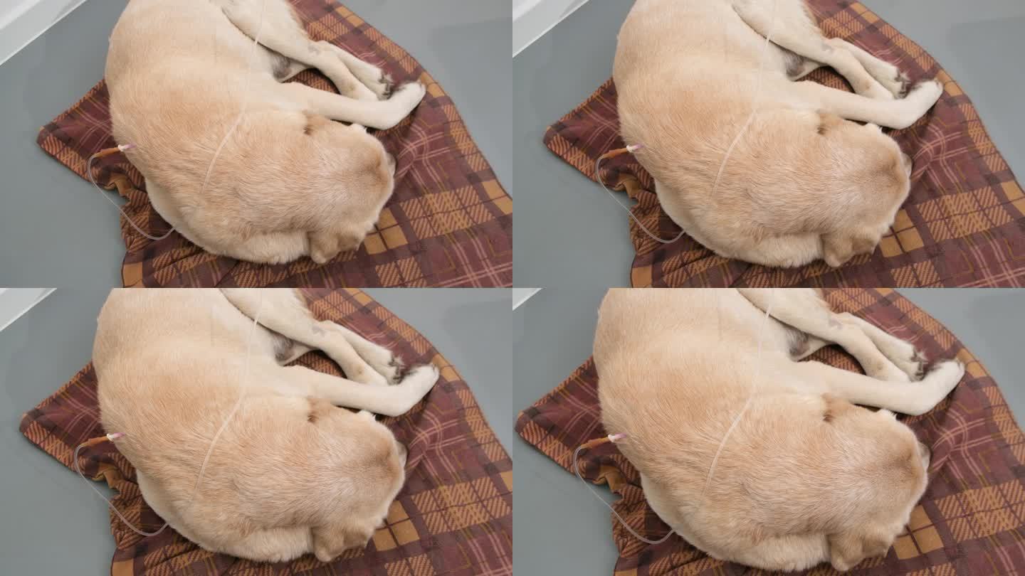 放大睡眠拉布拉多猎犬为肾衰竭狗接受皮下点滴输液的视频。概念疾病和兽医诊所。