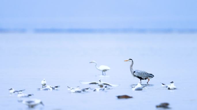 深圳湾红树林保护区觅食的苍鹭、红嘴鸥白鹭