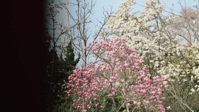 航拍公园春天盛开的玉兰花