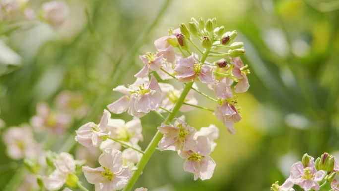 油菜花 彩色油菜花 春天花开