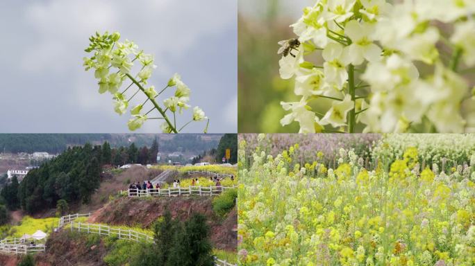 油菜花 彩色油菜花 春天花开