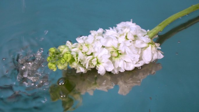 水中的一枝白色花朵水滴水珠涟漪