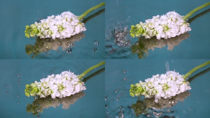 水中的一枝白色花朵水滴水珠涟漪