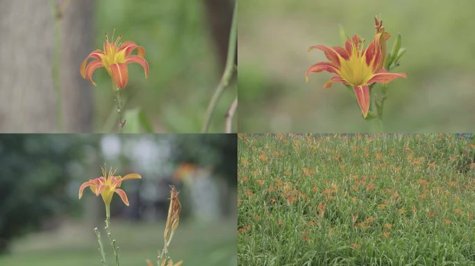 黄花菜忘忧草开花