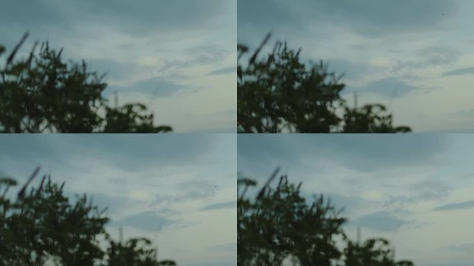 两个孤独的死飞在天空模糊的绿树在前景，黄昏多云的天空。夏日天空中飞翔的鸟儿，慢动作。