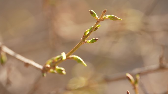 连翘发芽