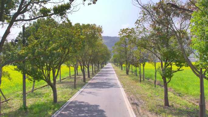 美丽乡村 公路  油菜花  油菜花航拍