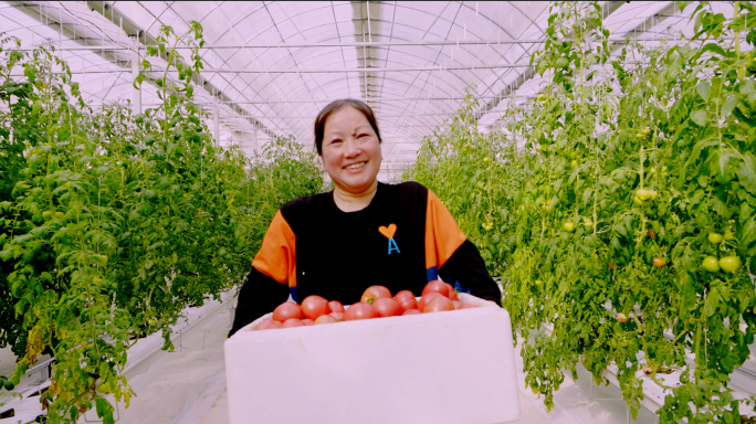 蔬菜大棚乡村振兴 科技种植 蔬菜 小番茄