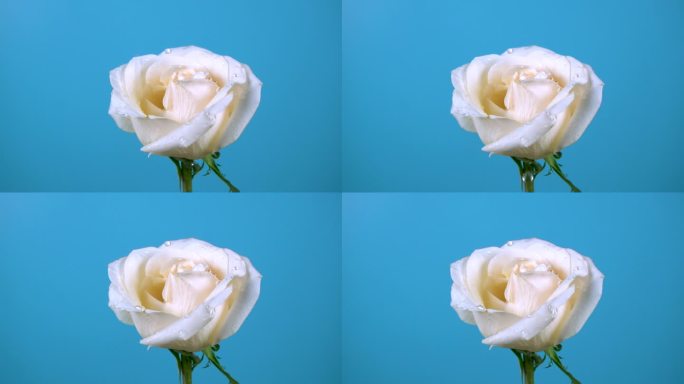 水珠滴落在白色的玫瑰花上