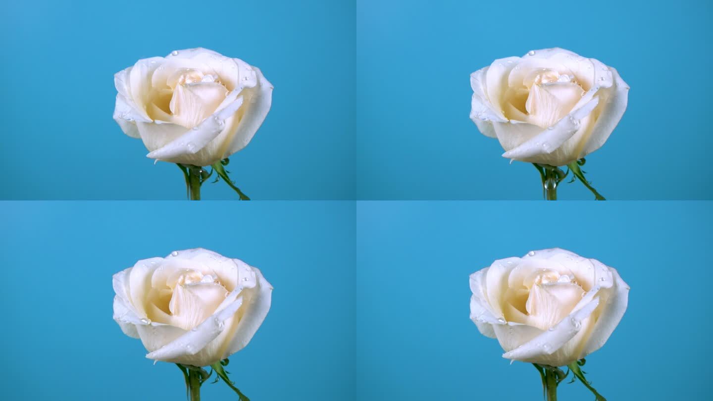 水珠滴落在白色的玫瑰花上