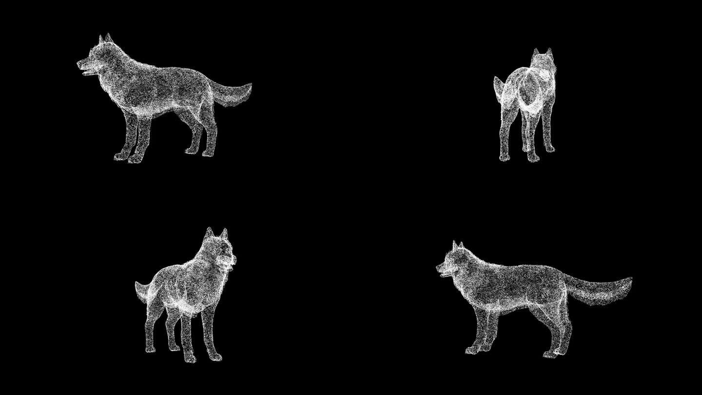 3D狼在黑色背景上旋转。野生动物概念。森林的捕食者。商业广告背景。用于标题，文本，演示。3d动画60