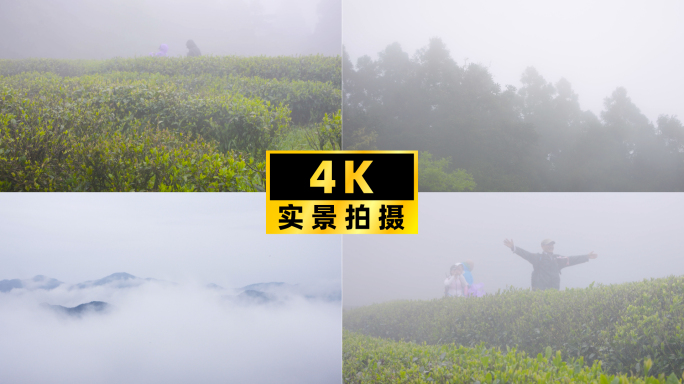雨雾天茶山上，游客徒步踏青拍照