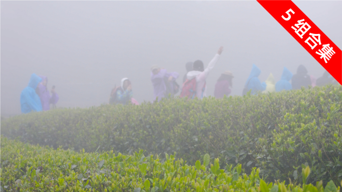 雨雾天茶山上，游客徒步踏青拍照