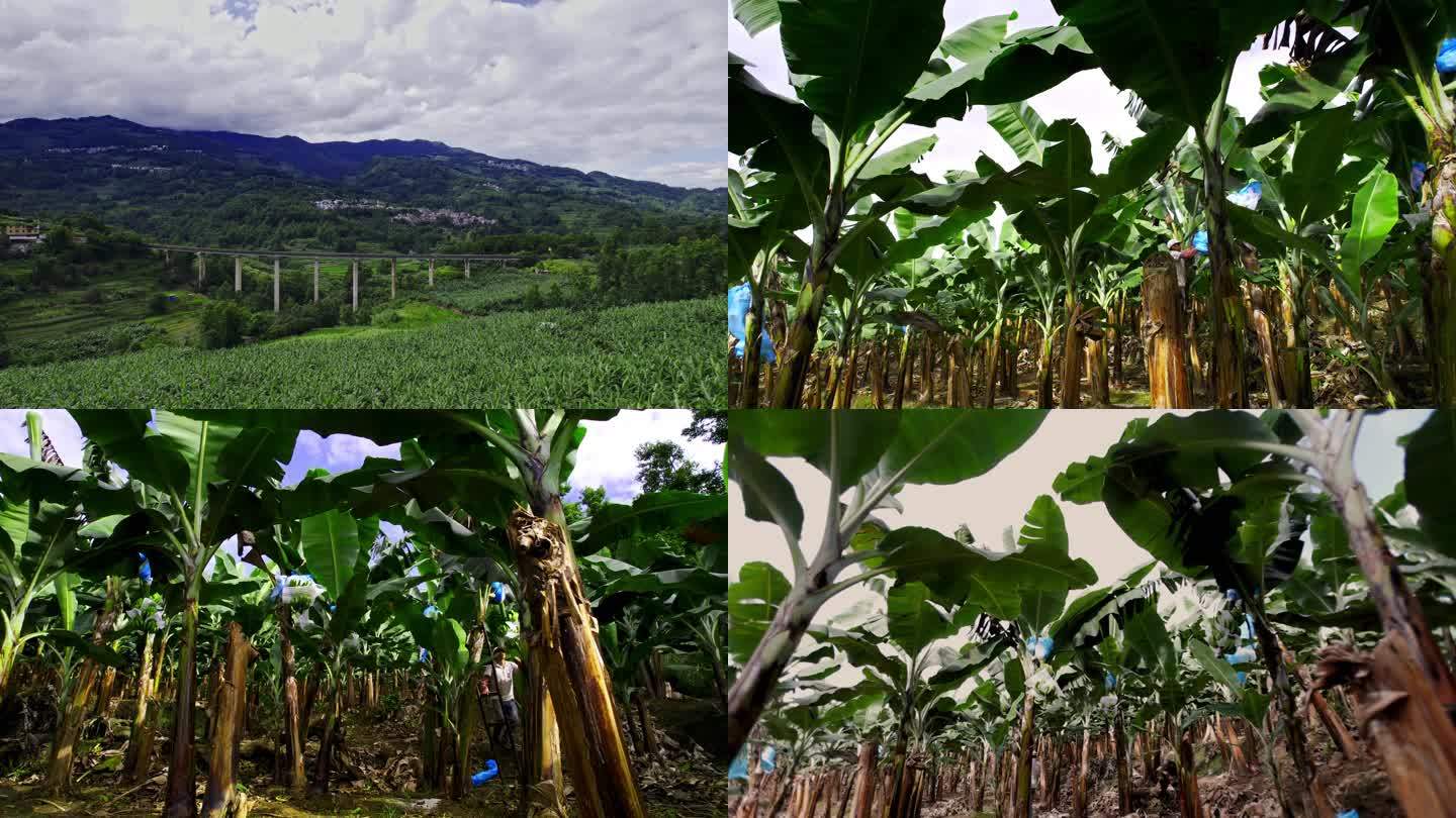 T0789大规模香蕉种植基地