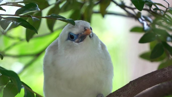 近距离拍摄的极度濒危的鸟类，巴厘岛八哥，白斑鸟，栖息在树枝上，环顾四周。