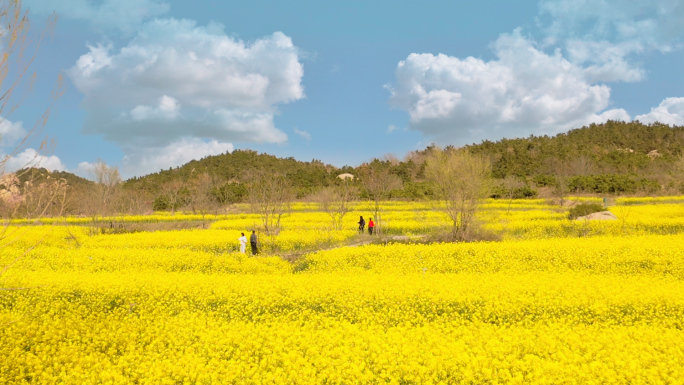 【原创4K】油菜花开小姐姐赏油菜花