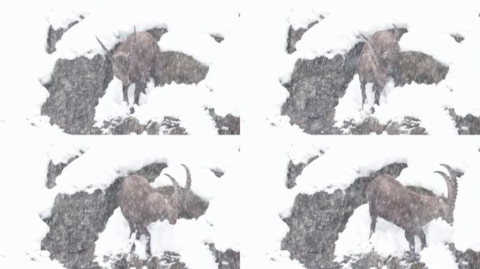 寻找食物，雄性高山野山羊在暴风雪中(Capra ibex)