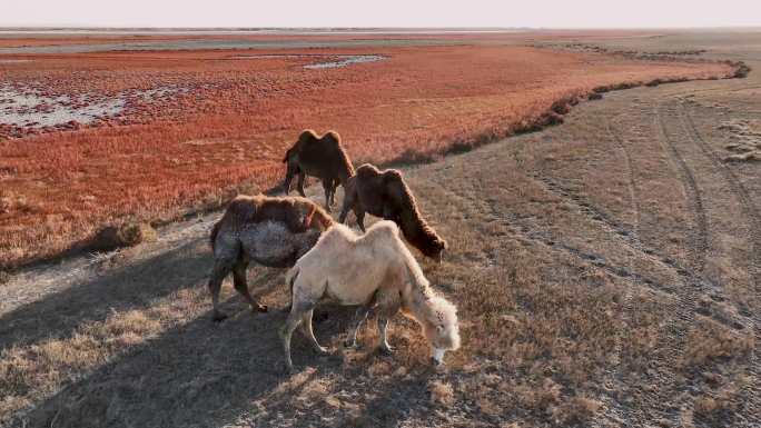 红草地上的骆驼