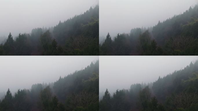 航拍清晨树林迷雾朦胧
