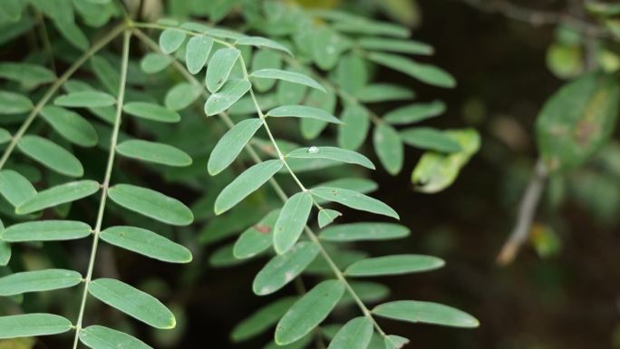 草木树叶水滴空镜环境