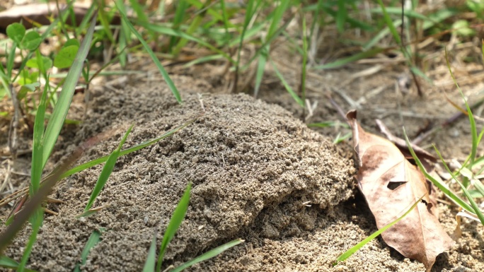 火红蚁防治区-外来入侵物种-生物防治