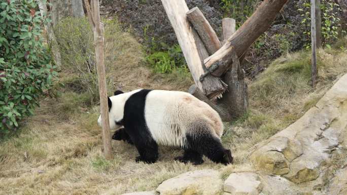 成都熊猫基地大熊猫大毛