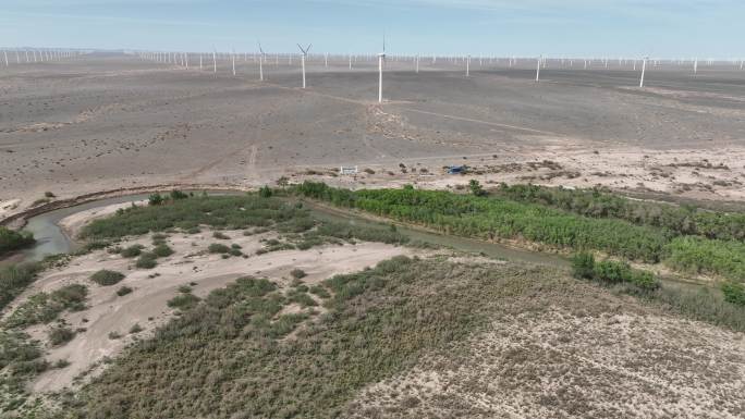 沙漠中风力发电厂旁的胡杨林有一条河